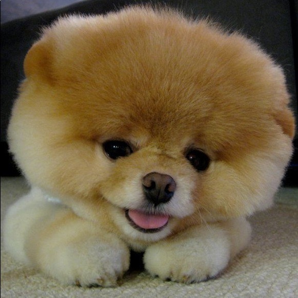 Meet your Posher, Lindsa - Picture 1 of 1